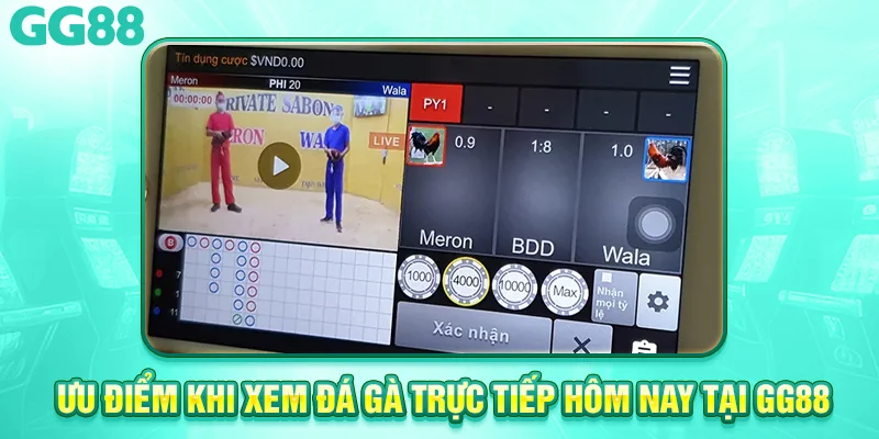 ưu điểm khi xem đá gà trực tiếp hôm nay